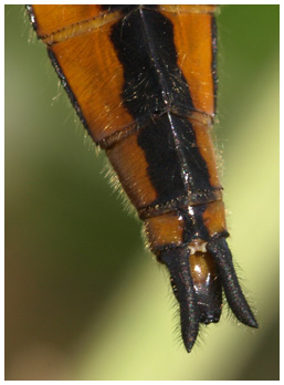 Libellula fulva mâle immature