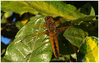 Libellula fulva femelle