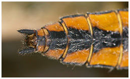 Libellula fulva femelle appendices anaux