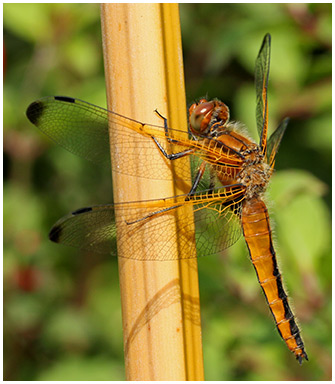 Libellula fulva femelle