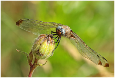 Libellula fulva vieille femelle