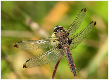 Libellula fulva vieille femelle