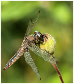 Libellula fulva vieille femelle