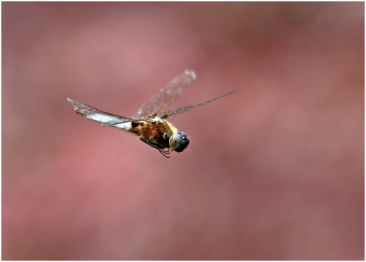 Libellula fulva mâle mature en vol