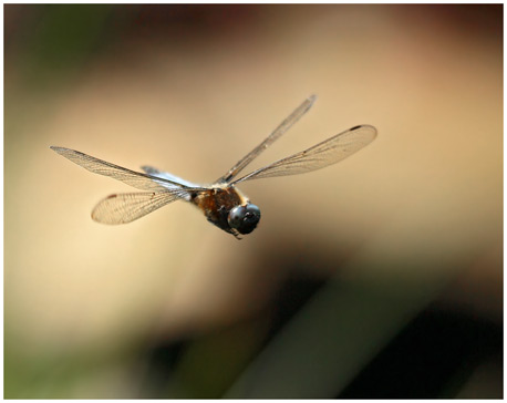 Libellula fulva mâle mature en vol