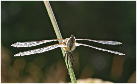 Libellula quadrimaculata mâle 