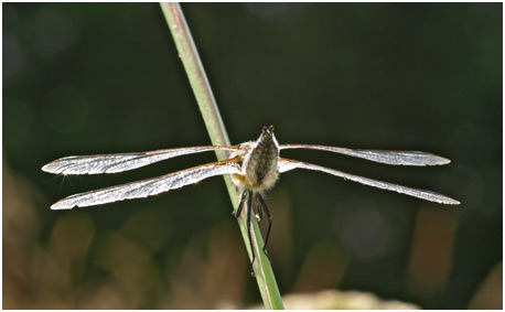 Libellula quadrimaculata mâle 