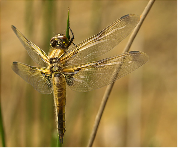 Libellula quadrimaculata femelle praenubila