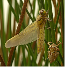 Libellula quadrimaculata émergence d'une femelle