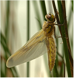 Libellula quadrimaculata émergence d'une femelle