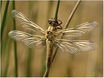 Libellula quadrimaculata émergence d'une femelle