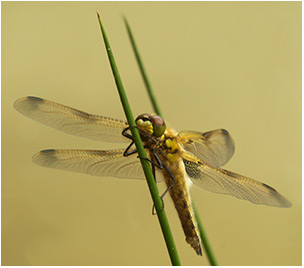 Libellula quadrimaculata émergence d'une femelle