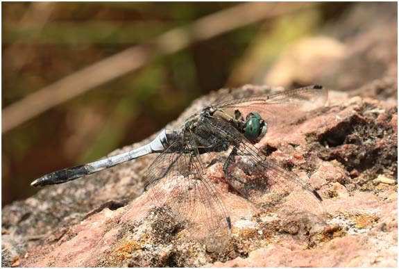 Orthetrum albistylum mâle