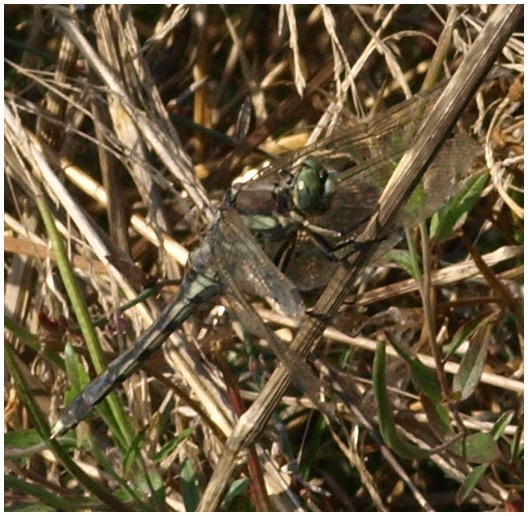 Orthetrum albistylum femelle