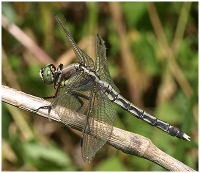 Orthetrum albistylum femelle