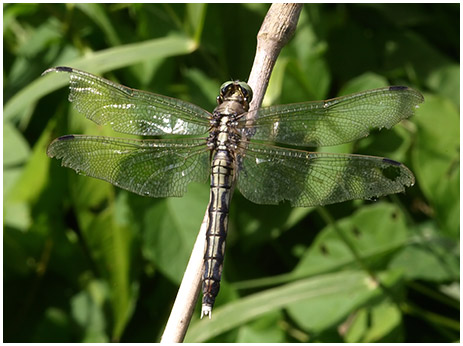 Orthetrum albistylum femelle