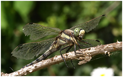 Orthetrum albistylum femelle