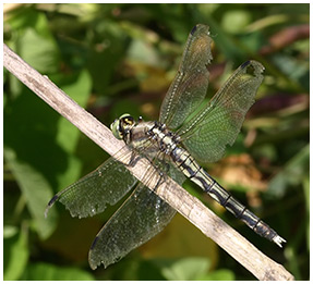 Orthetrum albistylum femelle