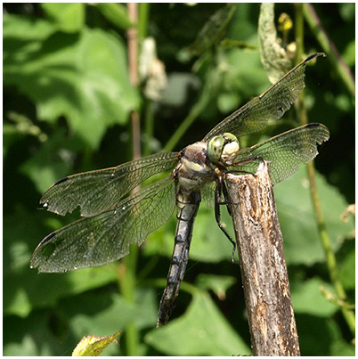 Orthetrum albistylum femelle