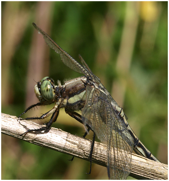 Orthetrum albistylum femelle