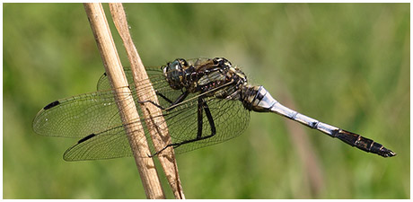 Orthetrum albistylum mâle