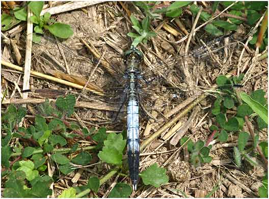 Orthetrum albistylum mâle