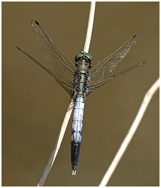 Orthetrum albistylum mâle