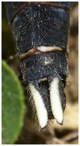 Orthetrum albistylum mâle