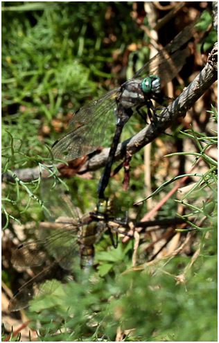 Orthetrum albistylum tandem avec femelle O. cancellatum