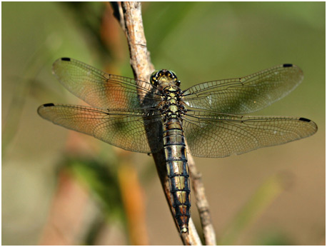 Orthetrum cancellatum femelle, tandem avec O. albistylum