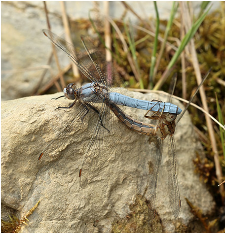 Orthetrum brunneum accouplement