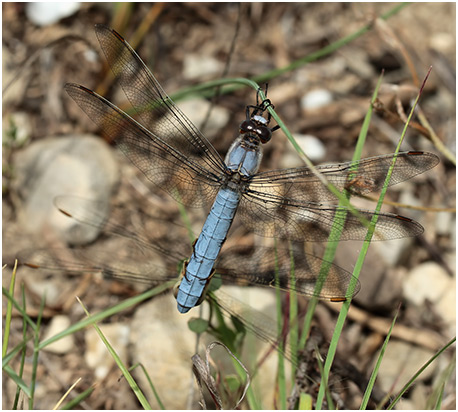 Orthetrum brunneum accouplement