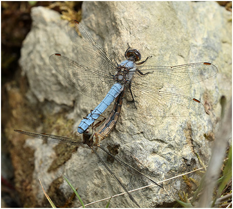 Orthetrum brunneum accouplement