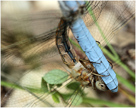 Orthetrum brunneum accouplement