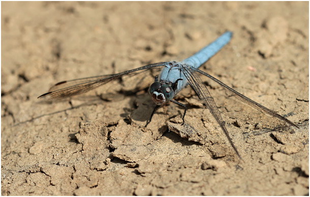 Orthetrum brunneum mâle taches noires