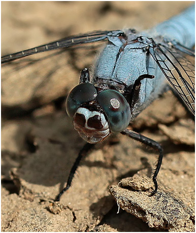 Orthetrum brunneum mâle taches noires