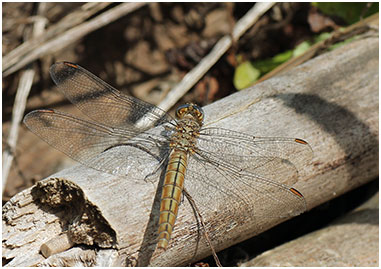 Orthetrum brunneum femelle