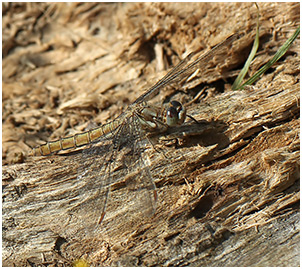 Orthetrum brunneum femelle