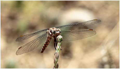 Orthetrum brunneum femelle