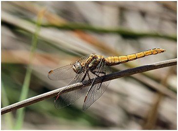 Orthetrum brunneum femelle