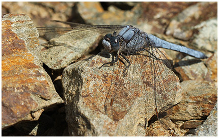 Orthetrum brunneum mâle