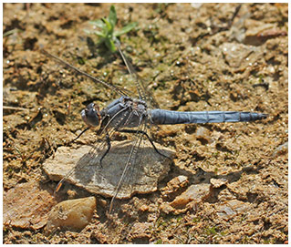 Orthetrum brunneum mâle