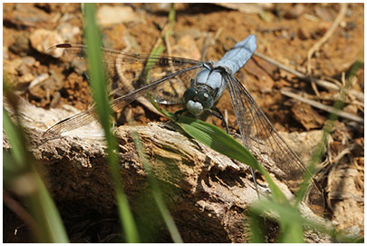 Orthetrum brunneum mâle