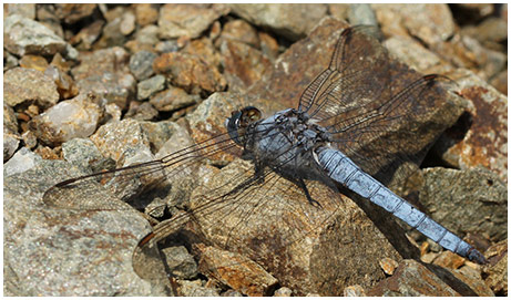 Orthetrum brunneum mâle