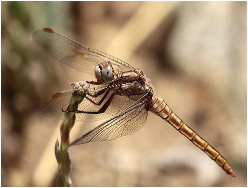 Orthetrum brunneum mâle immature