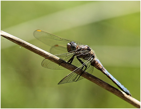 Orthetrum brunneum mâle immature