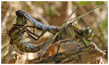 Orthetrum cancellatum accouplement