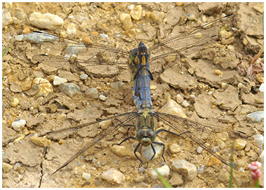 Orthetrum cancellatum accouplement