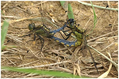 Orthetrum cancellatum accouplement