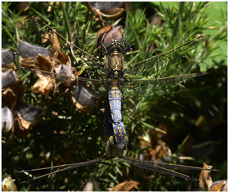 Orthetrum cancellatum accouplement